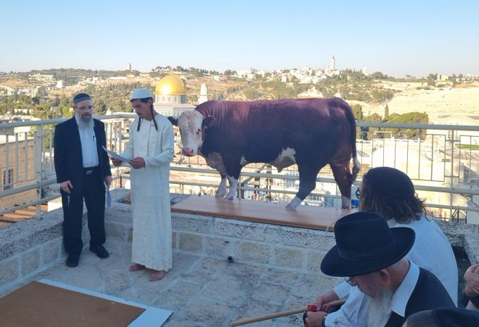 תרגיל פרה אדומה. צילום: דורשי המקדש