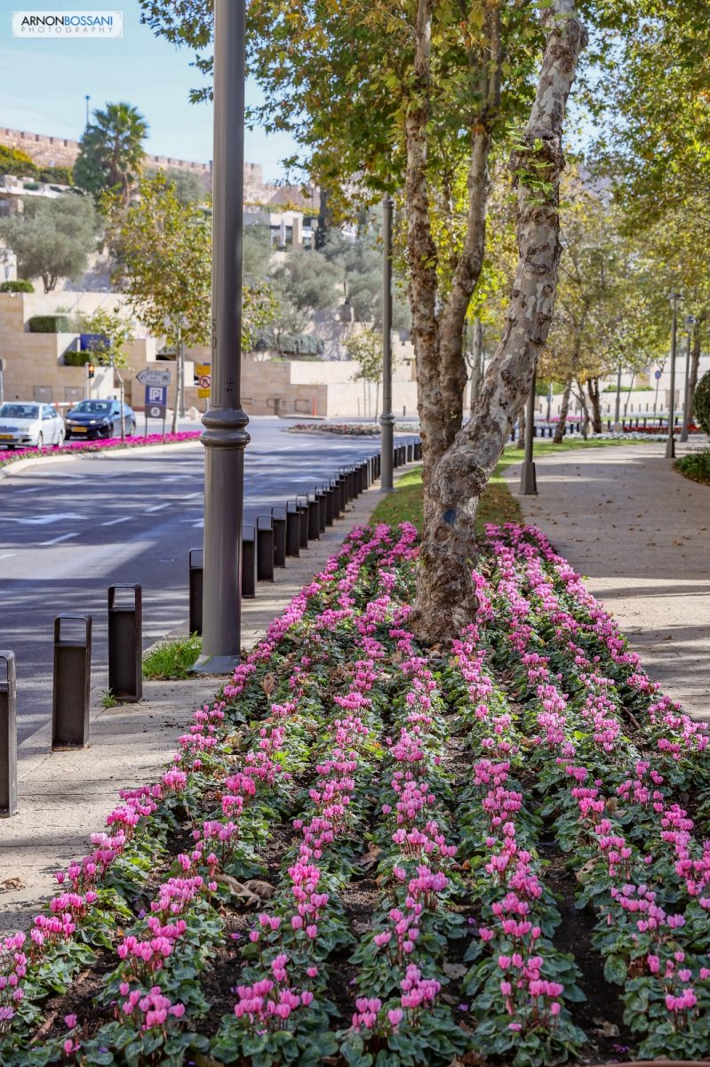 פרחים שנשתלו ברחבי העיר. צילום: דוברות העירייה