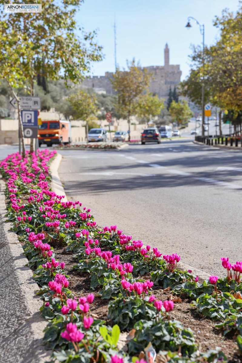 פרחים שנשתלו ברחבי העיר. צילום: דוברות העירייה