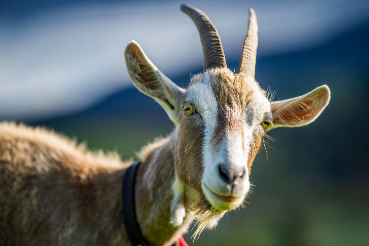 העלו עז לאוטובוס | אילוסטרציה שאטרסטוק