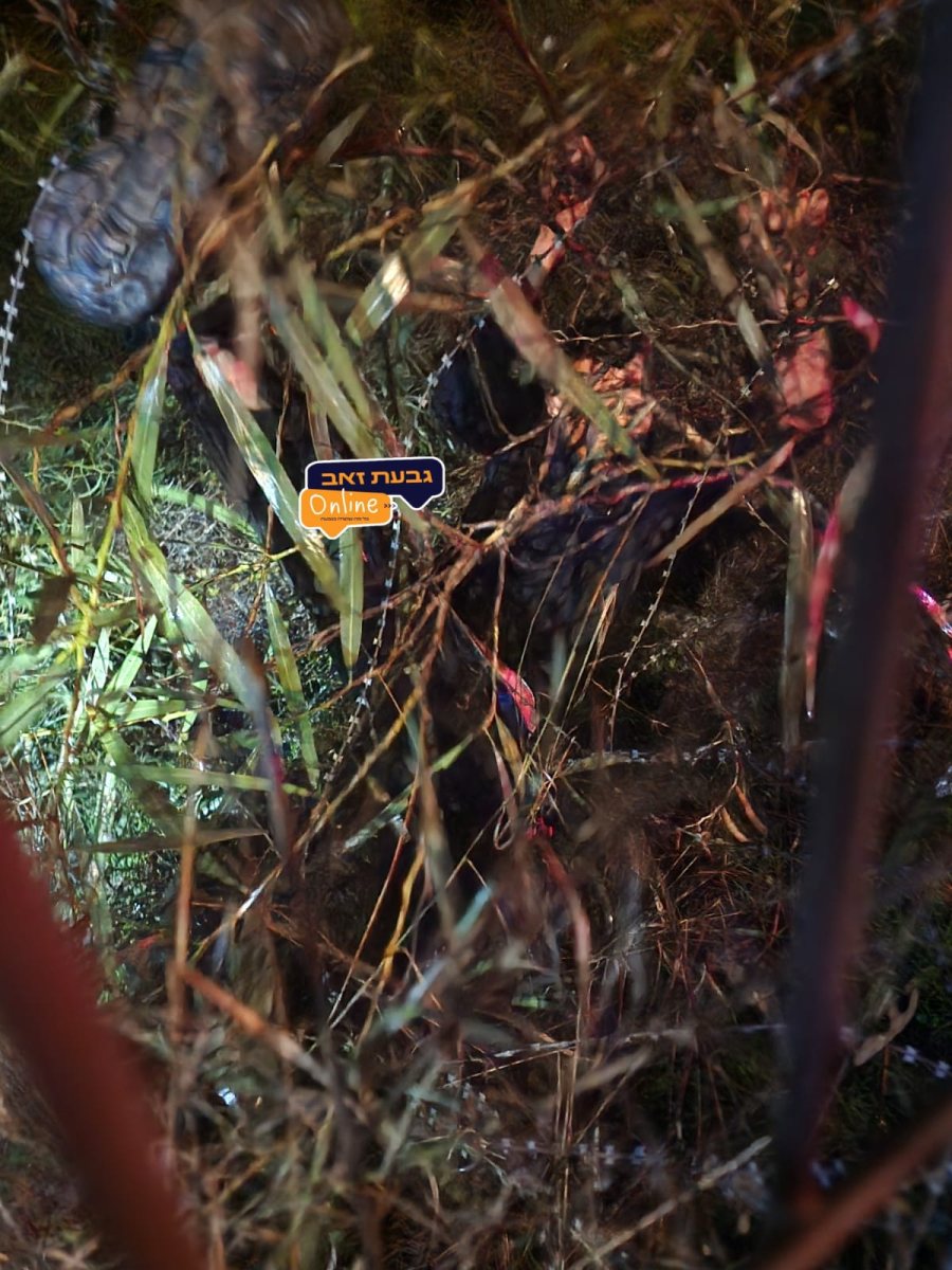 הגנב לכוד בגדר התיל | גבעת זאב אונליין