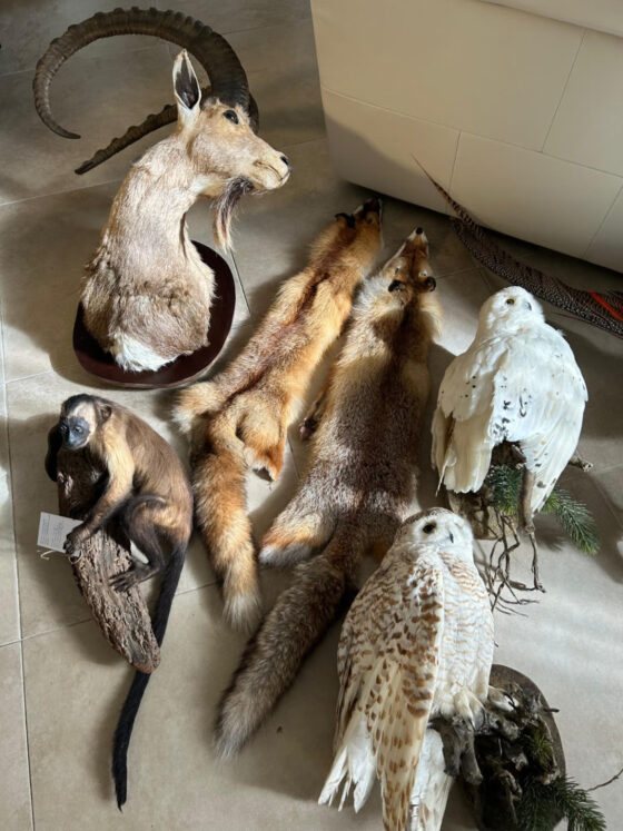 הפוחלצים שנתפסו | רשות הטבע והגנים