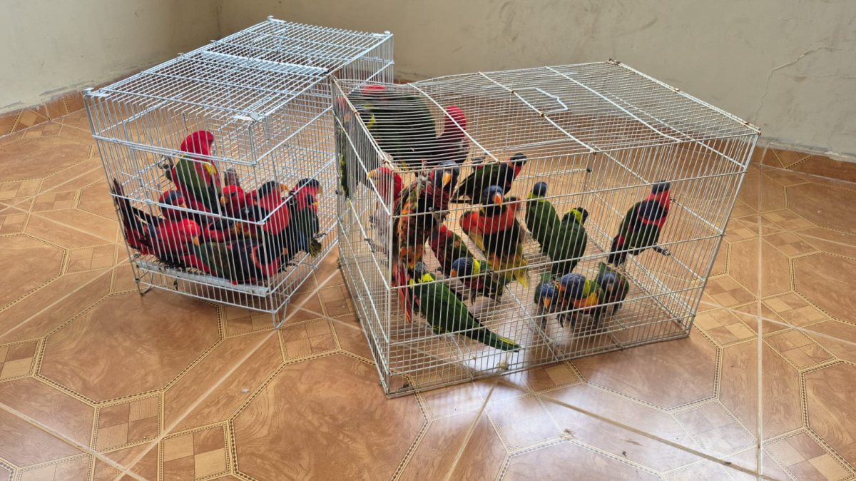 התוכים מגן החיות התנ"כי | דוברות המשטרה