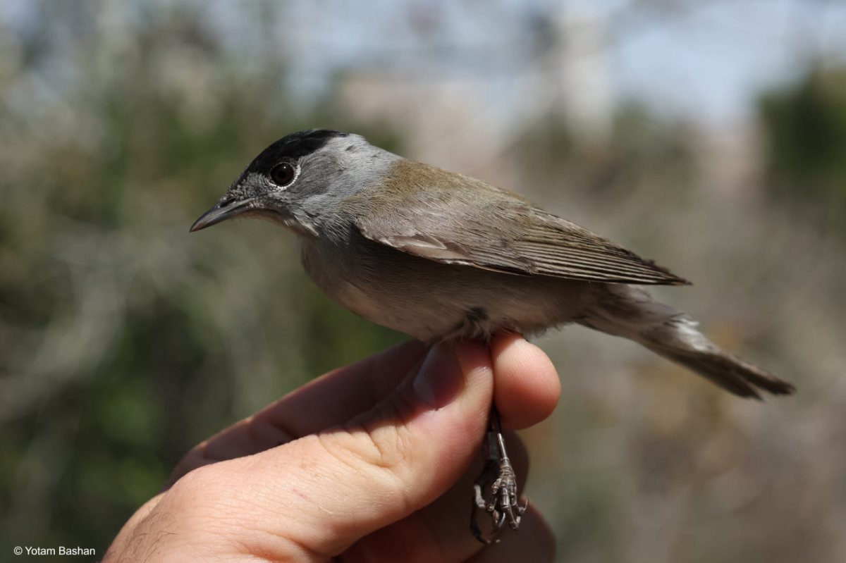 הסבכי הצעיר שטובע בירושלים ונלכד בלבנון. צילום - יותם בשן, החברה להגנת הטבע