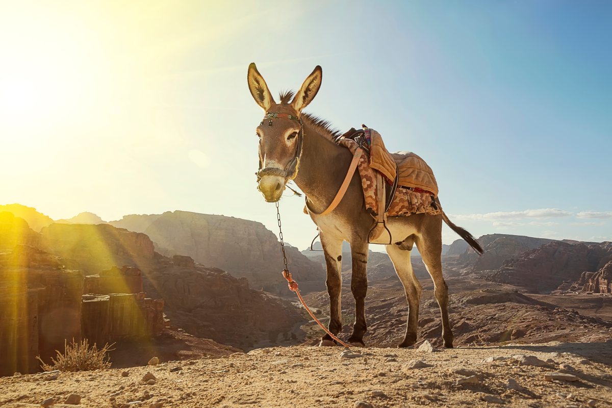 חמור חמורתיים | אילוסטרציה shutterstock חמור חמורתיים | אילוסטרציה shutterstock