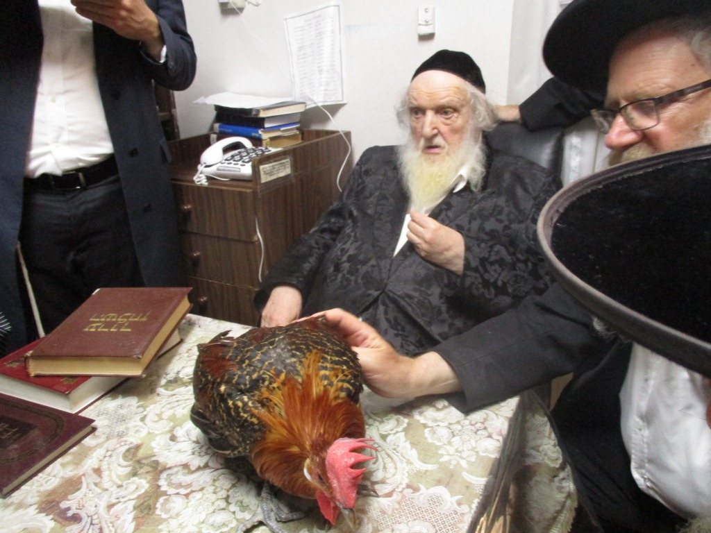 עוף הברקאל על שולחנו של הגר"מ שטרנבוך שליט"א | ארכיון