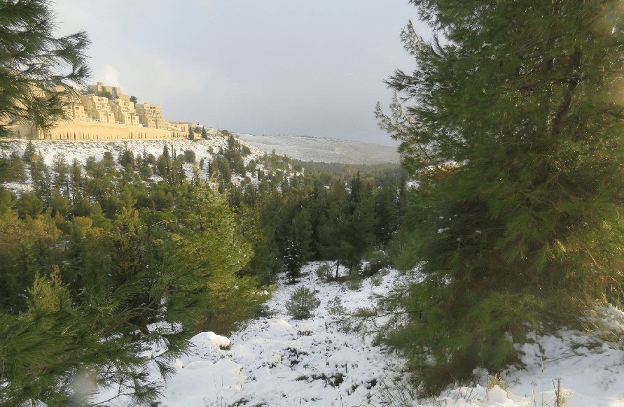 יער מיר בירושלים | קק"ל