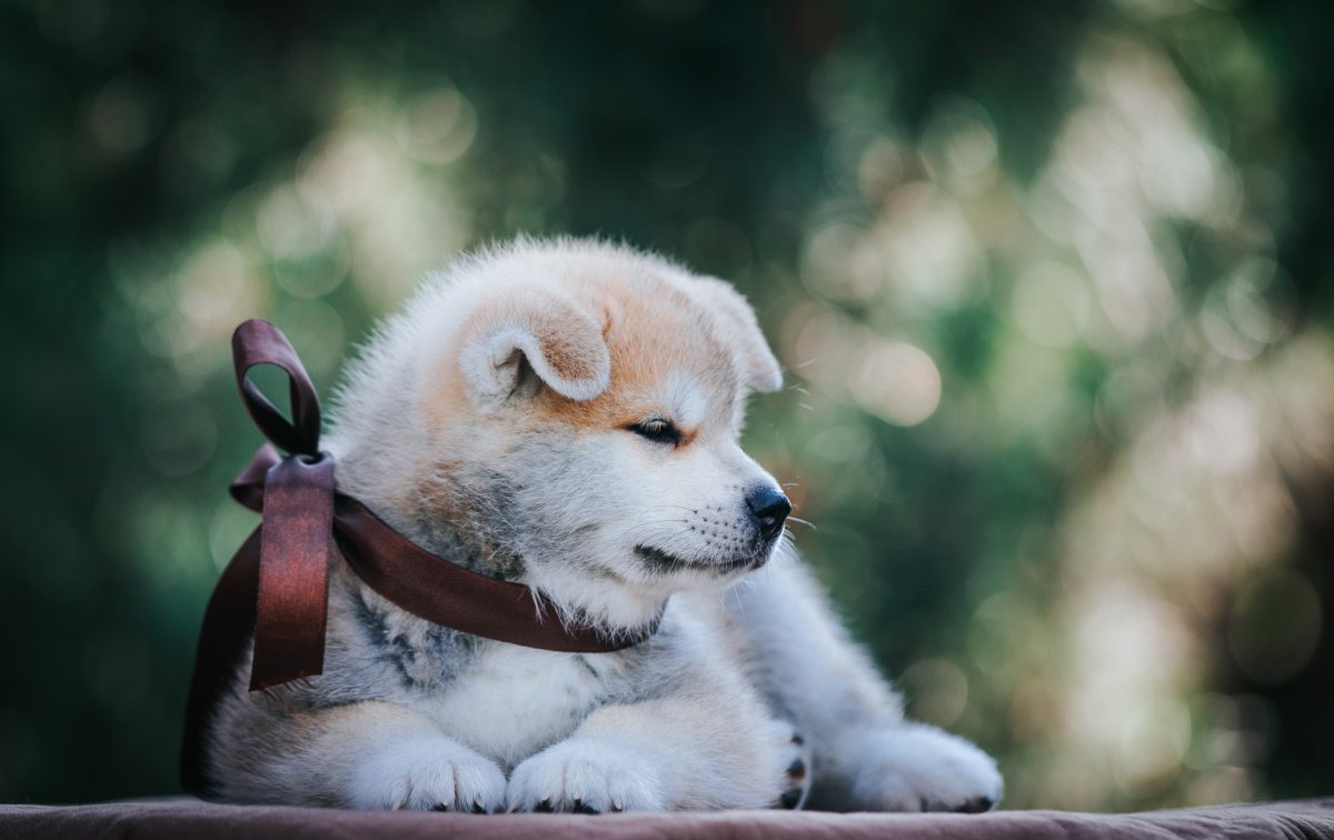 מזעזע: השליכו הכלב למדורה | אילוסטרציה shutterstock