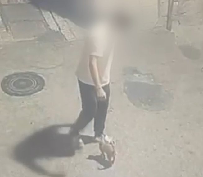 מתעלל בחתול | מתוך הסרטון המזעזע