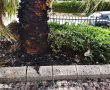 גם השנה: חלוקת סכך חינם בידי העיריה