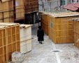 סוכות בירושלים | שאטרסטוק