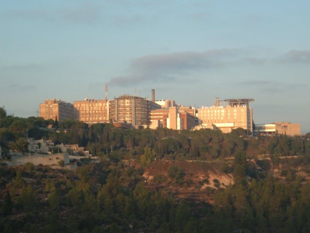 הדסה עין כרם | Almog  ויקיפדיה