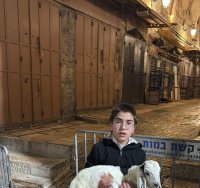 הילד עם הגדי | חוזרים להר