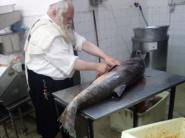 הדג הענק | ירושלמים אונליין