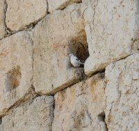סיסי הכותל | shutterstock