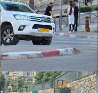 הכלבים המשוטטים | עדכוני רמות