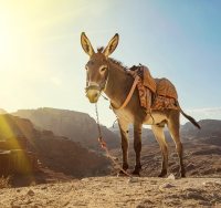 חמור חמורתיים | אילוסטרציה shutterstock