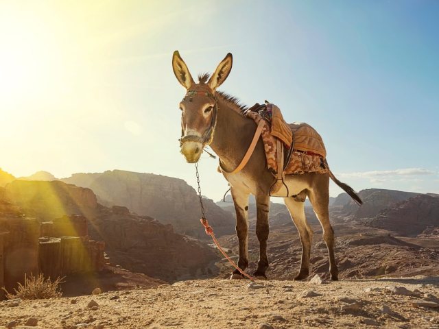 חמור חמורתיים | אילוסטרציה shutterstock