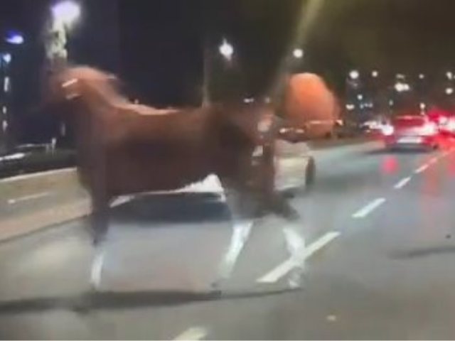 	 סוסים בדרך בר לב. צילום: אייל טירן