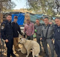 כלבי הרועים שאותרו | דוברות המשטרה