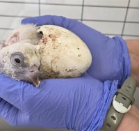 הגוזל המקראי | חגית אלבז