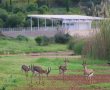 "שינוי השם": בעקבות תרומת ענק 'עמק הצבאים' בירושלים יקבל שם חדש