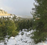 יער מיר בירושלים | קק"ל