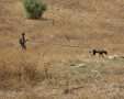חיפושים נרחבים | ארכיון יחידת הכלבנים