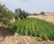 בתוך מספר ימים: חממת סמים ענקית נוספת התגלתה באזור 