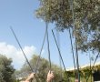 מסיק הזיתים המסורתי בבית הנשיא 