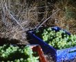 נתפסו חשודים בגניבת 80 ק"ג ענבים מכרם במושב לכיש