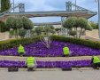 רבבות פרחים לצד "דגלול" | צילום: ארנון בוסאני