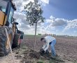 נטיעות מחאה בתימורים: חקלאים ובעלי קרקע נגד תוכנית ותמ"ל רובע האלה