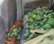 נעצר חשוד בגניבת 60 ק"ג תוצרת חקלאית מקיבוץ כפר מנחם