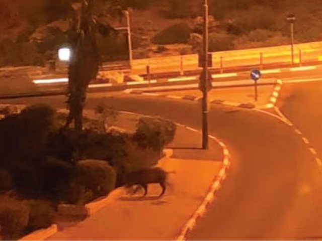 חזיר בר בשכונת גילה (ארכיון). פרסום לפי סעיף 27א לחוק זכויות יוצרים 