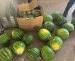 המאבק בפשיעה החקלאית - לוחמי משמר הגבול עיכבו 7 חשודים בגניבת תוצרת חקלאית סמוך לקיבוץ בית-ג׳וברין