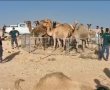 דוחות בסך כ-70 אלף שקלים כנגד בעלי גמלים בנגב