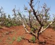 היקף נזקי מזג האוויר לחקלאים בשנת 2021: כ-300 מיליון ש"ח
