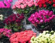 אילוסטרציה shutterstock