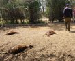 סכנה הולכת וגוברת: כלבים משוטטים מעזה תוקפים פינות חי וחיות משק