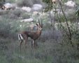 צבי ביער מיר. באדיבות ארכיון הצילומים של קק"ל