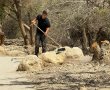 פתיחה חלקית של שמורת הטבע עין גדי