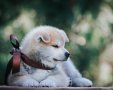 מזעזע: השליכו הכלב למדורה | אילוסטרציה shutterstock
