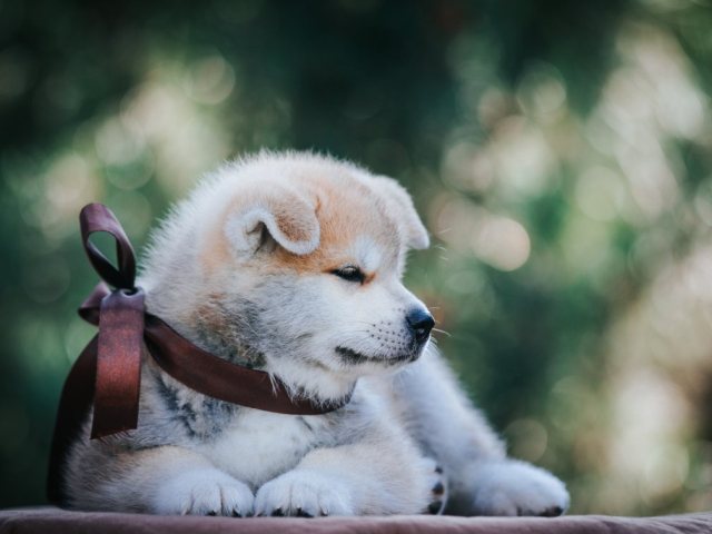 מזעזע: השליכו הכלב למדורה | אילוסטרציה shutterstock
