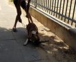 חשד: תושב העיר שיסה את כלבו בחתול רחוב