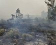 נזקי הטבע בשריפה | צילום: יריב מליחי מרשות הטבע והגנים