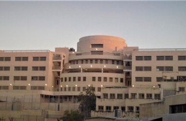ויקיפדיה | חפץ בחיים