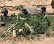 לוחמי משמר הגבול פשטו על 14 חממות קנאביס בשטח אש בדרום הארץ