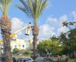 עירית אשדוד מציגה: חלוקת סכך - חינם 