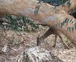 בטיסה ישירה מטהרן לירושלים 